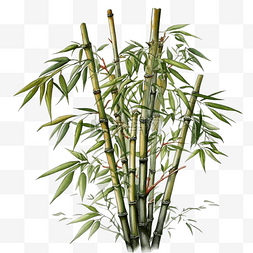 卡通竹子植物图片_卡通手绘植物竹子