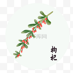 中草药洗头图片_中草药中药植物枸杞子