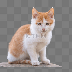 可爱花猫咪图片_橘猫猫咪野猫可爱活泼