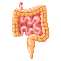 健康教育图片_肠道内部器官的插图人体解剖学医