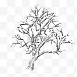 干枝干图片_素描枯树