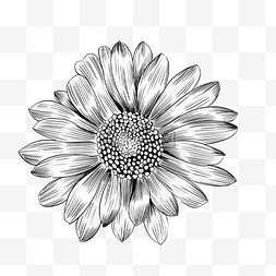 硬木雕刻图片_素描雏菊雕刻风格花朵线条画贴画