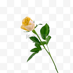 黄色玫瑰爱情玫瑰颜色