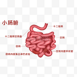 人体医疗组织器官五脏六腑小肠