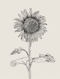 向日葵叶子卡通图片_向日葵。向量组的手绘向日葵和叶