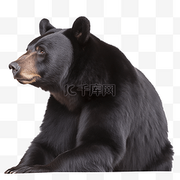 黑熊挥手图片_一只黑熊免扣摄影动物
