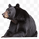 一只黑熊免扣摄影动物
