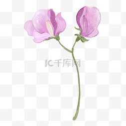 紫红色花卉图片_水彩婚礼紫红色的豌豆花