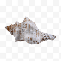 海螺螺纹海鲜海岸