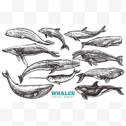 鲸鱼素描集。大量不同手绘鲸鱼和