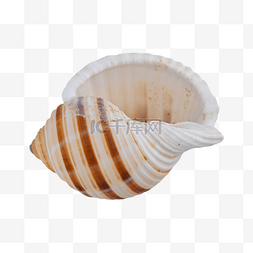 海洋生病图片_海螺螺纹配件贝类