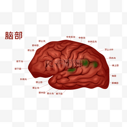 人体脑部图片_人体医疗组织器官脑部