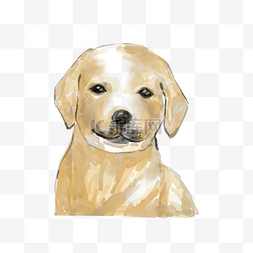 手绘的猎犬图片_水彩的金毛狗