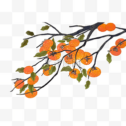 柿子树秋季植物