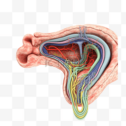 医疗医学组织器官人体耳蜗