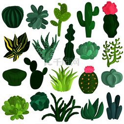多品种图片_仙人掌和多肉植物品种扁平图标集