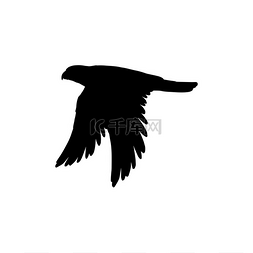 飞行中的鸟图片_飞行中的鸟孤立的黑色剪影。
