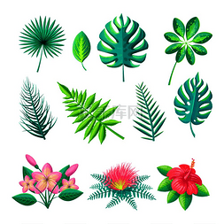 蕨类植物的叶子图片_叶子和花朵的集合设置了热带风格