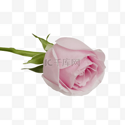 粉色玫瑰鲜花