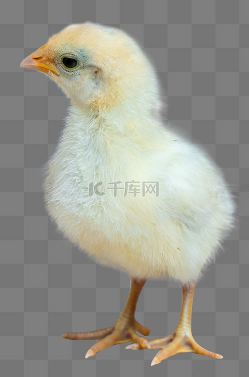 小鸡鸡仔乳鸡素材图片免费下载_高清免抠摄影png_千库网(图片编号