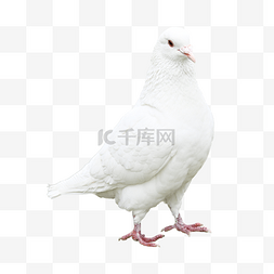 白色鸽子动物和平羽毛