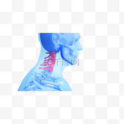 颈椎图片_人体颈椎骨骼