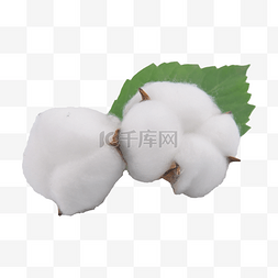 白色保暖农作物植物棉花
