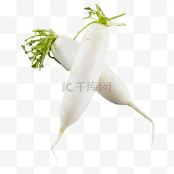 白萝卜麦芽水图片_绿色健康蔬菜白萝卜