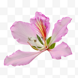 紫荆花鲜花花朵