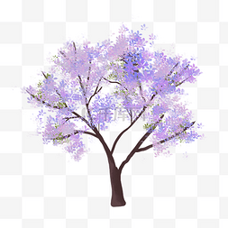 蓝花楹大树树木
