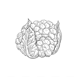 植物图标图片_手绘花椰菜卷心菜孤立单色草图矢