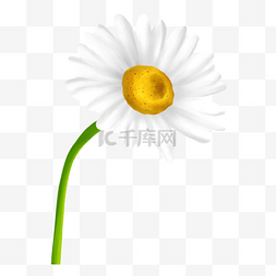 盛开的白色花朵图片_盛开的白色花瓣雏菊