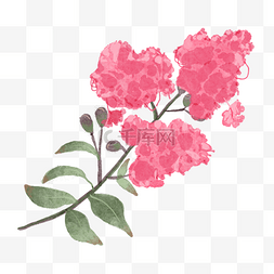 植物装饰品海报图片_紫薇花绿叶水彩风格花卉