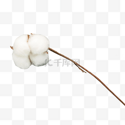 枝条上的白色棉花