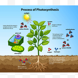利用植物和细胞图解显示光合作用