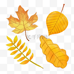 不规则形状的树叶和水彩秋季树叶