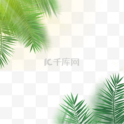 棕桐树叶png图片_绿色的椰子叶边框