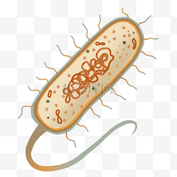 矢量胃疼图片_细菌结构横截面平面