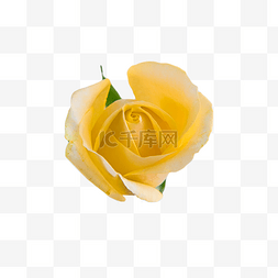 黄色玫瑰颜色玫瑰叶子