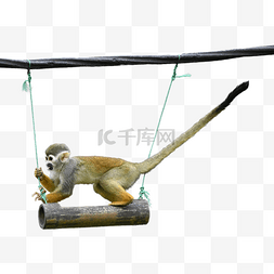 猿猴图片_松鼠猴可爱灵长类动物