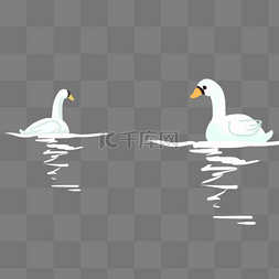 白色家禽图片_白色大鹅在水里
