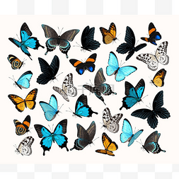 大华超市矢量素材图片_大矢量集的高度详细蝴蝶