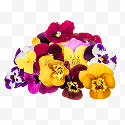彩色三色堇花朵