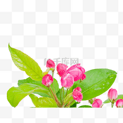 春季垂丝海棠花