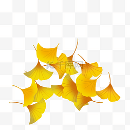 秋天季节落叶堆图片_银杏叶落叶堆