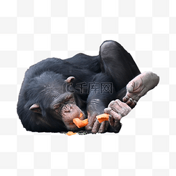 进食胡萝卜黑猩猩