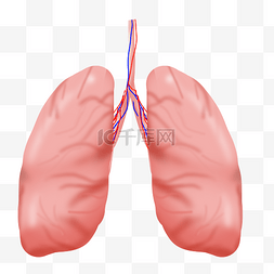健康肺部图片_人体组织器官肺部