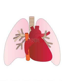 人肺器官图片_矢量肺和心脏的人