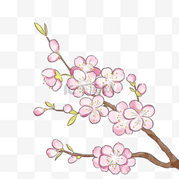 春季盛开的粉色樱花