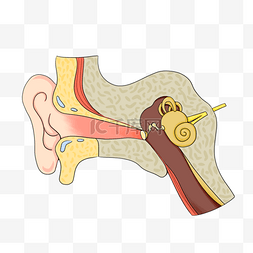 人耳医学解剖插图